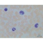 Prepared Microscope Slide Set - Cells, Tissues and Organs