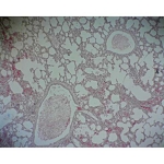 Prepared Microscope Slide - Lung: for Elastic and Collagen Fibres of Alveolar Walls T.S.