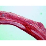 Basic Respiration Slide Set