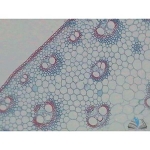 Prepared Microscope Slide - Leaf Crassulacean Acid Metabolism T.S.