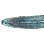 Prepared Microscope Slide Set - Meiosis and Mitosis