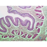 The Digestive Journey Slide Set