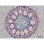 Monocot Plant Slide Set