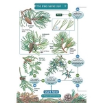 The Trees Name Trail