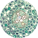 Prepared Microscope Slide - Buttercup (Ranunculus) Root T.S.