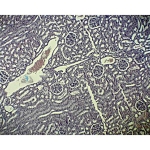 Basic Human Body Slide Set